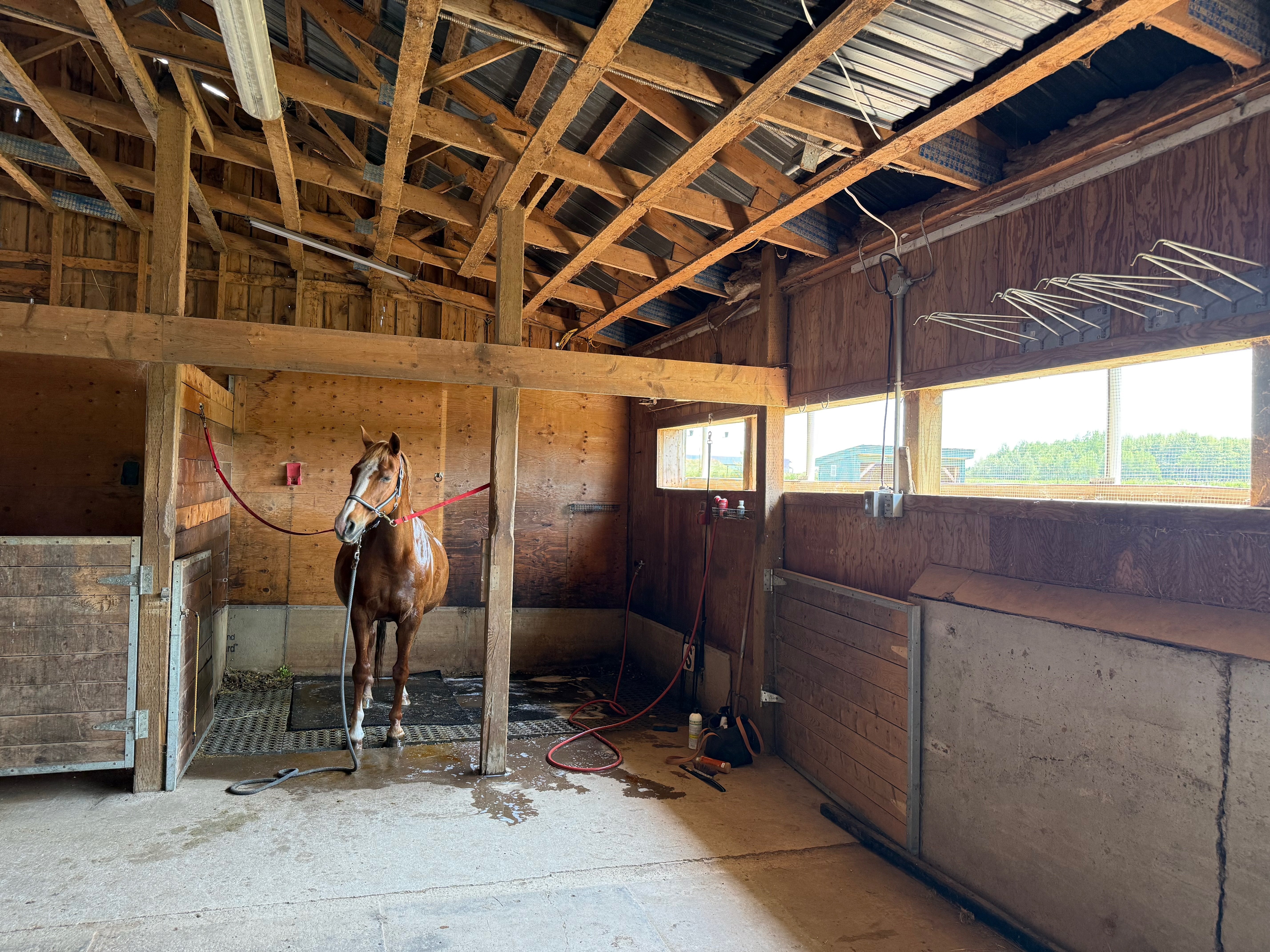 washstall-horse.jpg